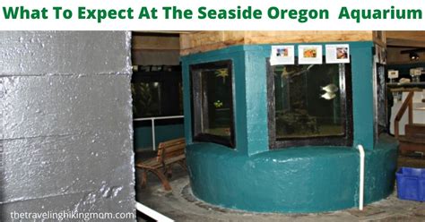 What To Expect At The Seaside Oregon Aquarium - The Traveling Hiking Mom