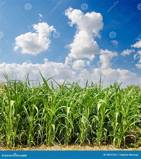 Green maize stock image. Image of field, farm, corn, beauty - 20937631