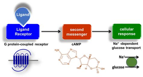 Defining Signal Transduction | The Cole Lab