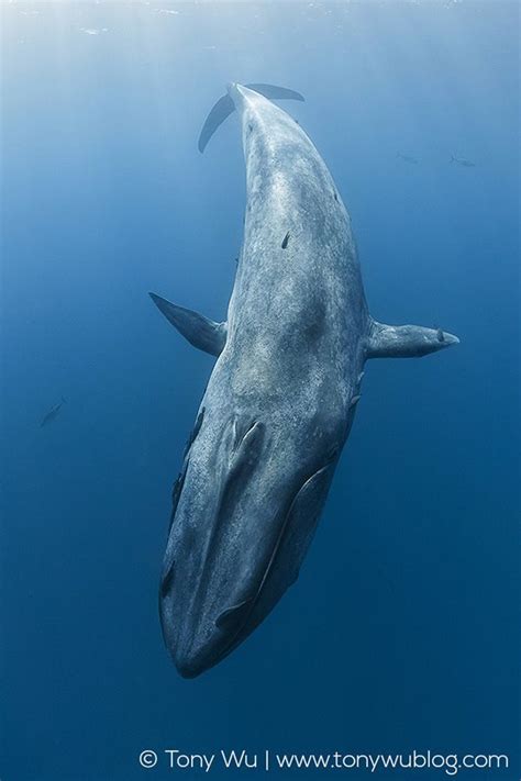 Majestic Pygmy Blue Whale Swimming in the Blue Ocean