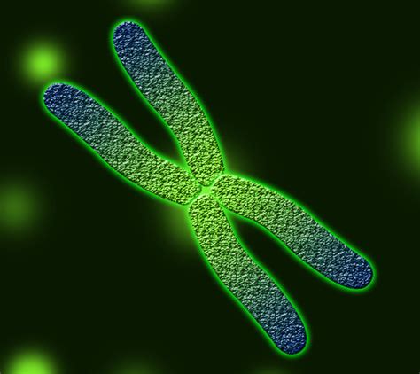 Chromosomes 1 | Zappys Technology Solutions | Flickr