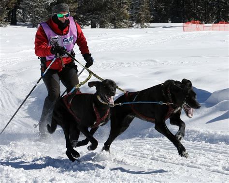 America's highest sled dog race returns to the Grand Mesa this weekend ...