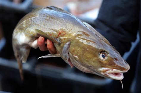 Scientists, Fishing Fleet Team Up To Save Cod — By Listening | KUER 90.1