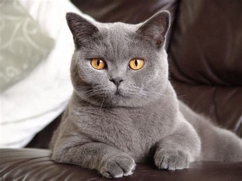 The Best Shorthair Cat Breeds