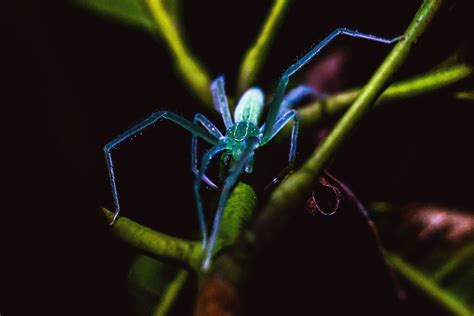 17 Astonishing Facts About Blue Huntsman Spider - Facts.net