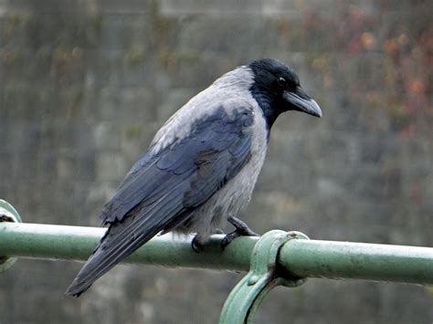 Hooded Crow - eBird