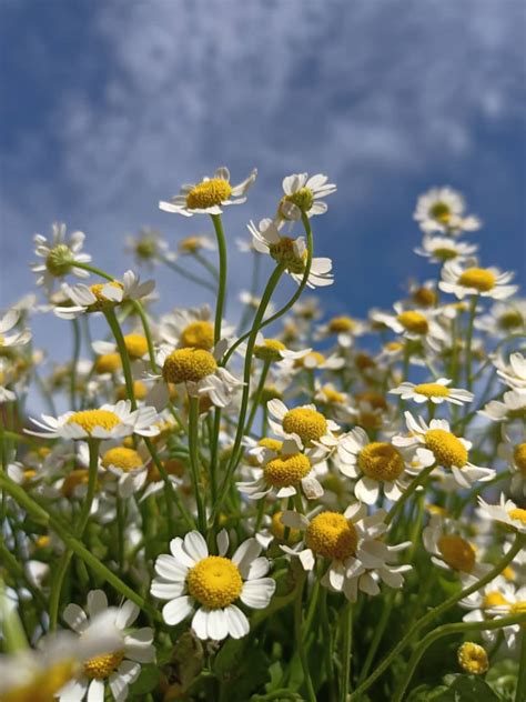 Chamomile Facts You Might Not Know About - Ohara Florist