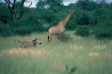 Hwange National Park | Wildlife, Conservation & Safari | Britannica