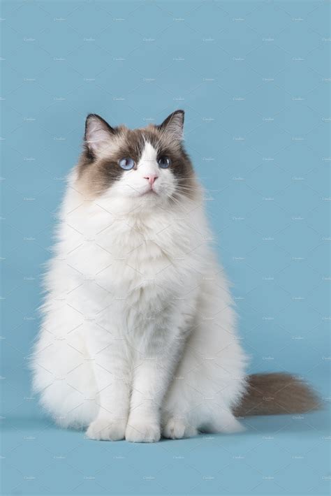 Pretty ragdoll cat with blue eyes | Animal Stock Photos ~ Creative Market