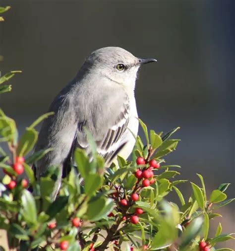 7 Mockingbird Spiritual Meanings And Symbolism