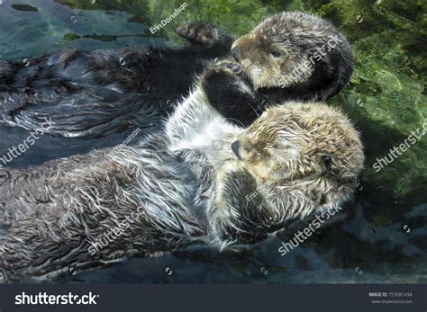 2,822 Otter Hand Images, Stock Photos & Vectors | Shutterstock