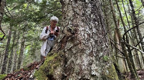 Signs of old-growth forest found in Annapolis County, group says | CBC News