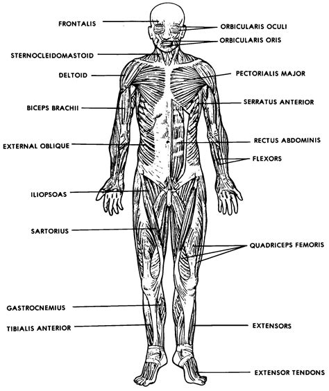 Body Parts Anatomy And Physiology - Body Organs Location Different ...