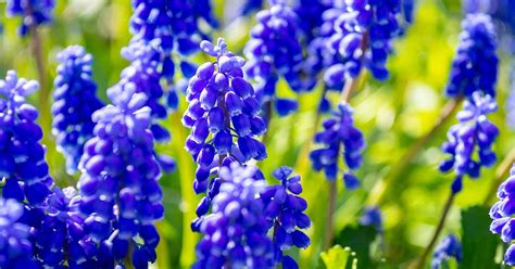 9 of the Best Grape Hyacinth Varieties for the Garden | Gardener’s Path