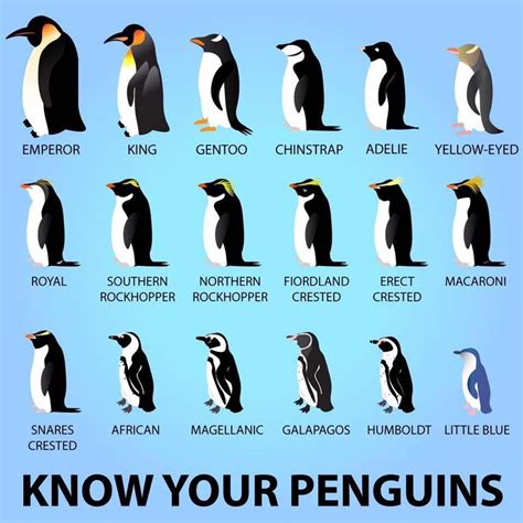 Know your penguins... | Penguins, Types of penguins, Penguin species