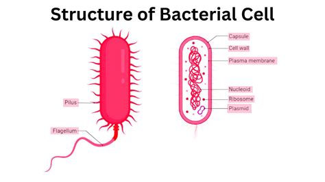 Structure of Bacterial Cell