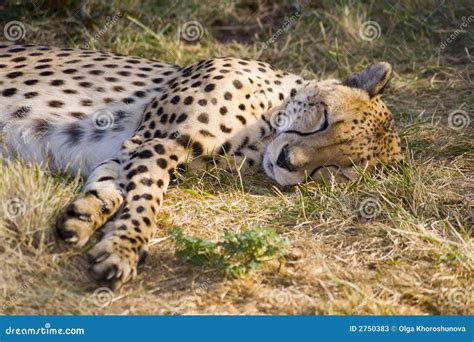 Sleeping Cheetah Stock Photos - Image: 2750383