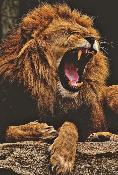 HD wallpaper: lion, predator, dangerous, mane, big cat, male, zoo, wild ...