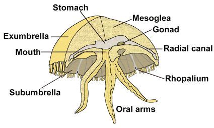 Anatomy of a Moon Jellyfish | Jellyfish, Anatomy, Biology