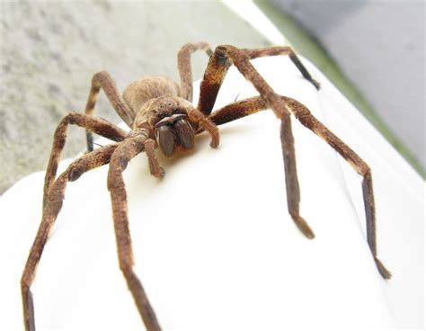 Huntsman spider - Wikipedia