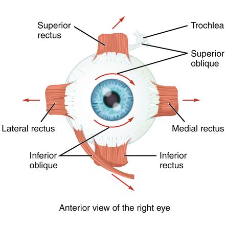 Eye Muscles