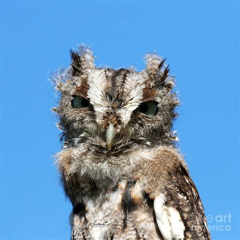 Baby Screech Owl Photograph by Heather King - Fine Art America