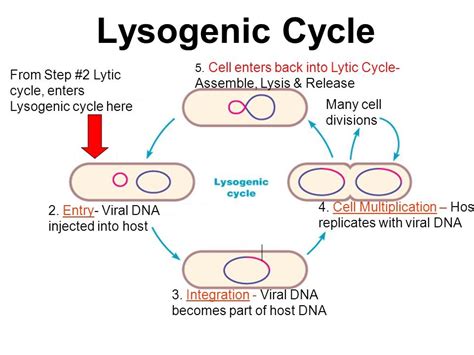 Lysogenic cycle Diagram | Quizlet