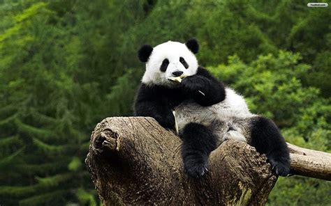 Panda Bear Hd Wallpapers For Laptop - Wallpaperzall | Panda bears ...