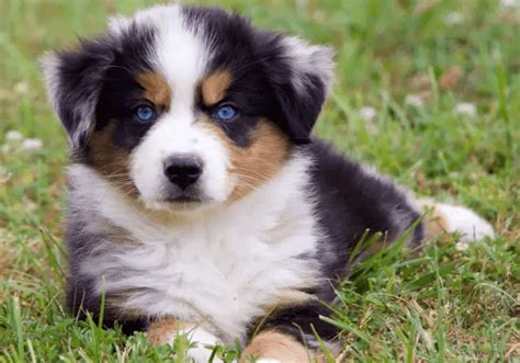 Miniature Australian Shepherds for Sale | Central Park Puppies