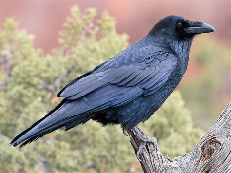 25 Birds That Look Like Crows - Sonoma Birding