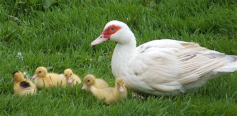 Raising Muscovy Ducks - The Hedge Combers