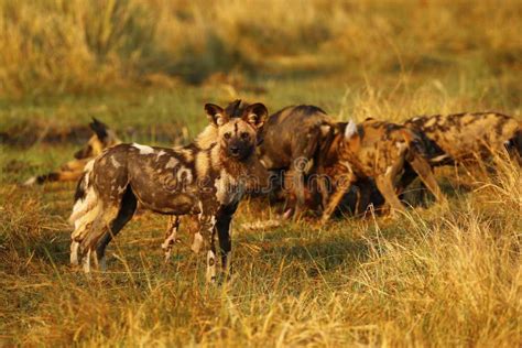 African Wild Dog Pack Feeding Stock Photo - Image of brsimages ...