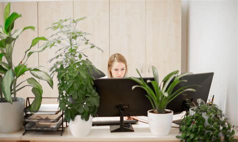 6 Plants that will survive in your office | SA Garden and Home