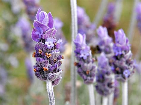 File:Single lavendar flower02.jpg - Wikipedia