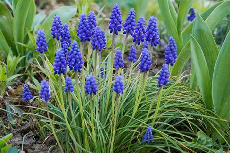 9 of the Best Grape Hyacinth Varieties for the Garden | Gardener’s Path