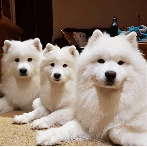 Samoyed vs American Eskimo Dog - Breed Comparison