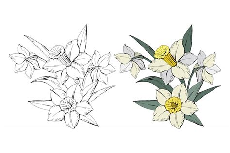 Premium Vector | Set of bouquet white narcissus colored and monochrome