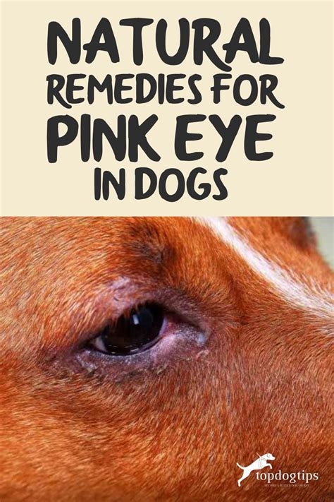 Natural Remedies for Pink Eye in Dogs