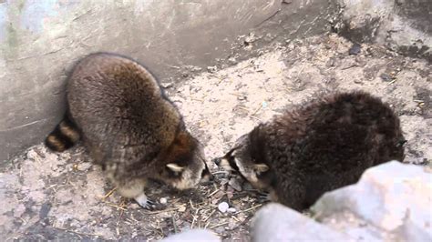 Raccoon fighting - YouTube