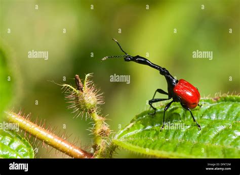 Giraffe weevil madagascar hi-res stock photography and images - Alamy