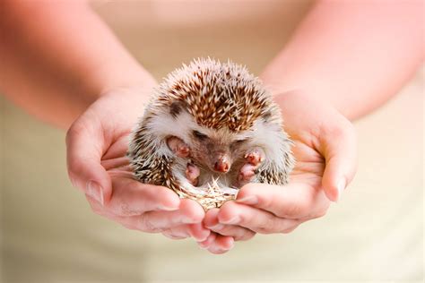 Definitely an opportunistic eater, Hedgehogs is one of the most ...