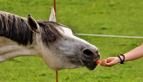 Can Horses Eat Bananas, Pears, Apples, and Other Fruits?