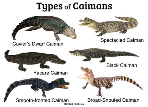 What is a caiman, description & size of the animal, how big do they get ...