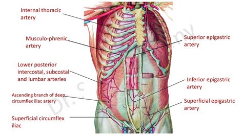 Abdomen 1 - Speaker Deck