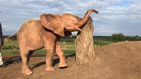 South Africa’s Albino Elephant Awes The World With Resilience - See ...