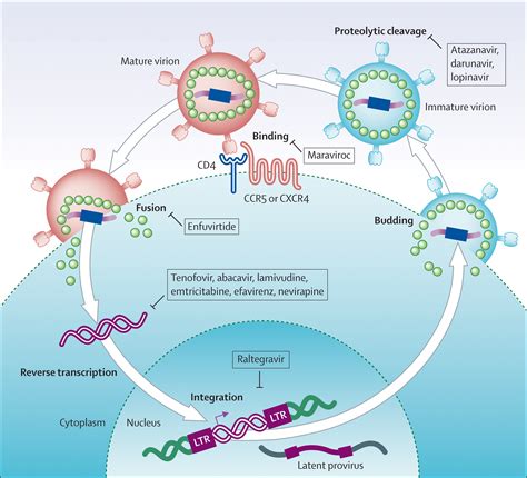 Antiretroviral Drugs Mechanism Of Action