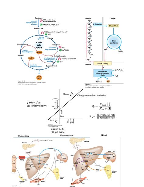 Biochem pics - diagrams for revision - BMS221 - Studocu