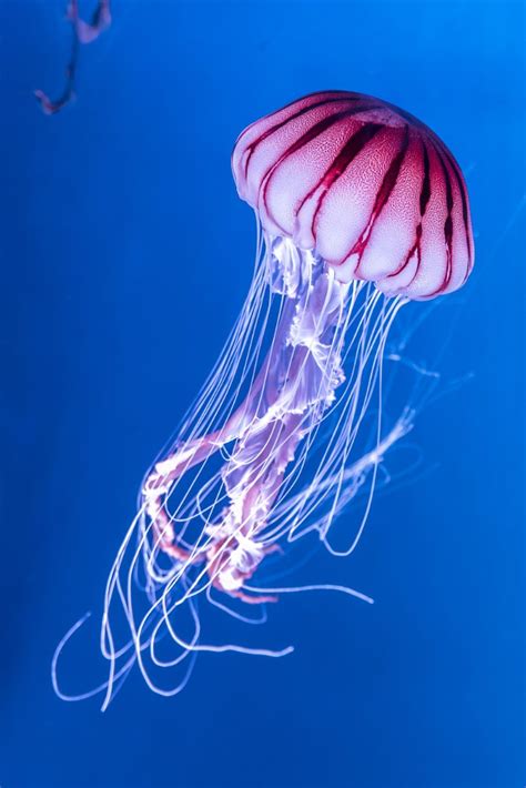 Pink Jellyfish by Parkerspics | ePHOTOzine