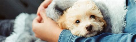 Six Ways to Prevent Your Dog from Getting Kidney Stones – Project ...