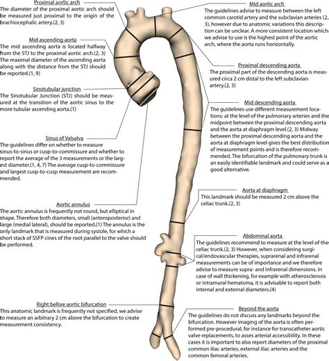 How to Measure the Aorta Using MRI: A Practical Guide - Hout - 2020 ...